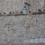 djir stradun 141