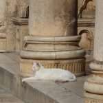 djir stradun 4