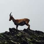 HPD Sniježnica preko Mont Blanca do Sponze i Kune... 21 dolomiti i mont blanc HPD 06