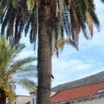 pile palma 2