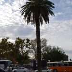 pile palma 4