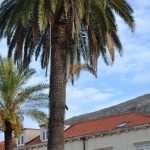 pile palma1