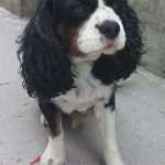 cavalier king charles