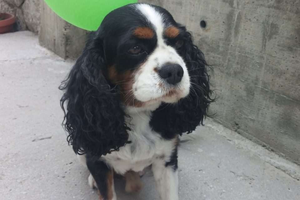 cavalier king charles 1