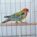 izlozba ptice 021114 11
