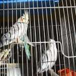 izlozba ptice 021114 13