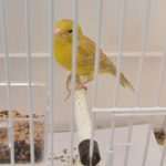 izlozba ptice 021114 15