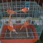 izlozba ptice 021114 17