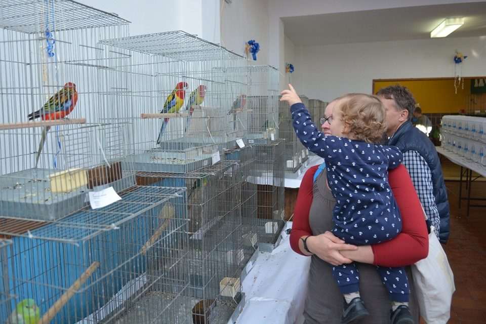 izlozba ptice 021114 3