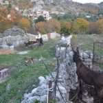 osojnik popret33