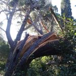 lokrum steta borovi 130115 1