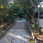 lokrum steta borovi 130115 2