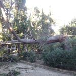 lokrum steta borovi 130115 4