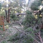 lokrum steta borovi 130115 6
