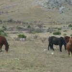sv Brdo Velebit HPD 027