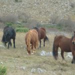 sv Brdo Velebit HPD 028
