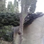 bura borovi jakov 1