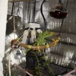 marihuana trava labor2