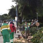 Iščupan bor DOC ožujak 2015