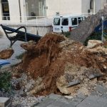 Iščupan bor DOC ožujak 2015