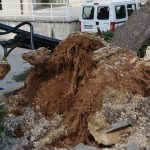 Iščupan bor DOC ožujak 2015