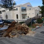 Iščupan bor DOC ožujak 2015