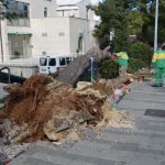 Iščupan bor DOC ožujak 2015