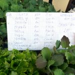 placa peskarija0019