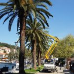 cavtat palme bolest
