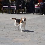 djir stradun turisti spica sunce 112