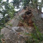 gradac zid 300415 4