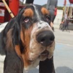 izlozba pasa cacib005
