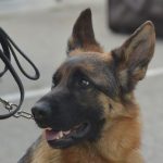 izlozba pasa cacib071