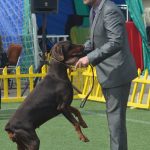izlozba pasa cacib078