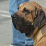 izlozba pasa cacib079