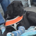 izlozba pasa cacib088