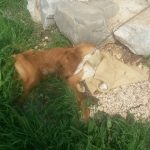 psi uginuli metkovic 21