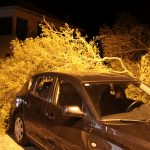 vatrogasci dalmatinska borovi 3