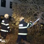 vatrogasci dalmatinska borovi 61