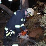 vatrogasci dalmatinska borovi 8