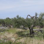 brac 27