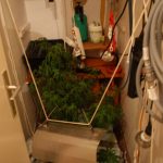 marihuana trava laboratorij mup