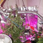 marihuana trava laboratorij mup 2