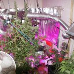 marihuana trava laboratorij mup 3