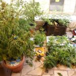 marihuana trava laboratorij mup 4