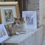 FOTO TJEDNA Kunjanje u hladu 1 duplerica macka odmor 260715