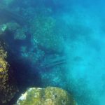 porporela klupe ronioci 1