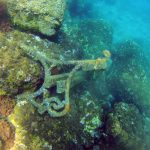 porporela klupe ronioci 3