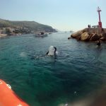 porporela klupe ronioci 5