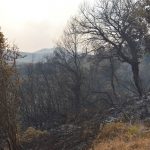 pozar peljesac ponikve 220